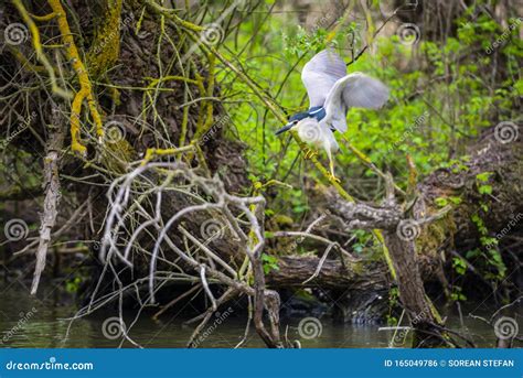 Wildlife Birds in Danube Delta Stock Photo - Image of floral, garden ...