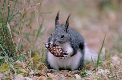 Tassel Eared Squirrel Sciurus Aberti Photograph By Thomas And Pat