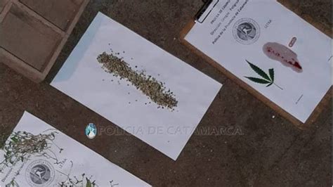 En Un Allanamiento Secuestran Plantines De Marihuana Catamarca Actual