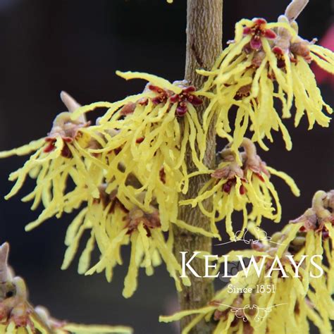 Hamamelis X Intermedia Arnold Promise Kelways Plants Ltd