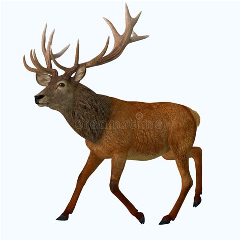 Largest Species Stock Illustrations 285 Largest Species Stock Illustrations Vectors And Clipart