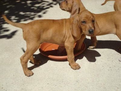 Piccolo Segugio Italiano Razza Descrizione Carattere Cuccioli