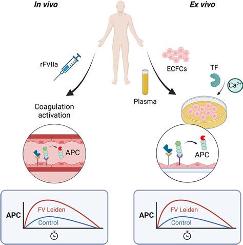 Ex Vivo Modeling Of The PC Protein C Pathway Using Endothelial Cells