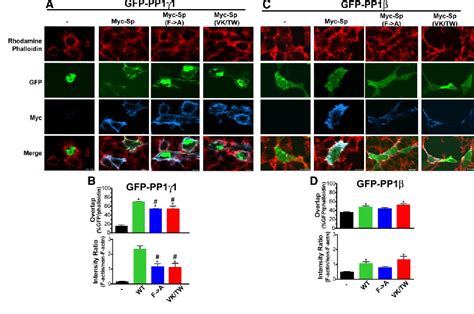 Figure 5 From Selective Targeting Of The 1 Isoform Of Protein