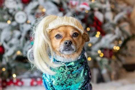 20 Hilarious Dogs in Wigs That Make Us Lose It - Great Pet Living