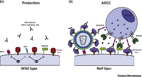 Impact Of Hiv 1 Envelope Conformation On Adcc Responses Trends In