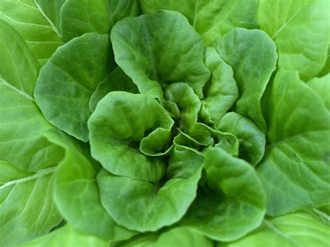 Quelles Varietes De Salades Pour Votre Potager Silence ça Pousse