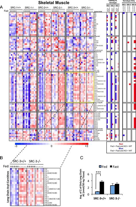 Metabolomic Analysis Of SRC Ablation On Global Skeletal Muscle