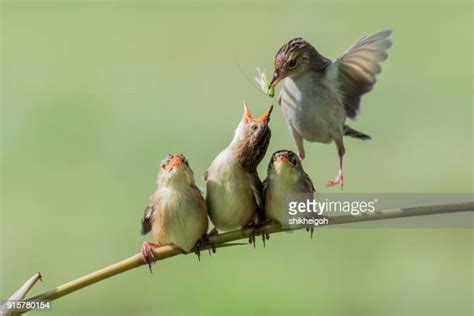 Chick Bird Photos And Premium High Res Pictures Getty Images