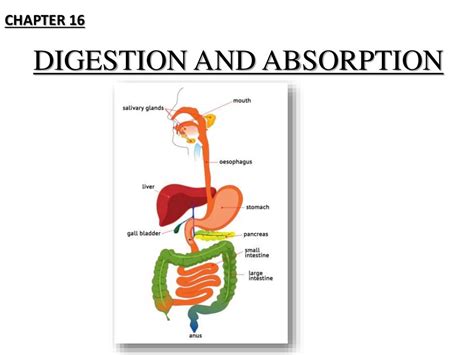 Digestion And Absorption Diagram