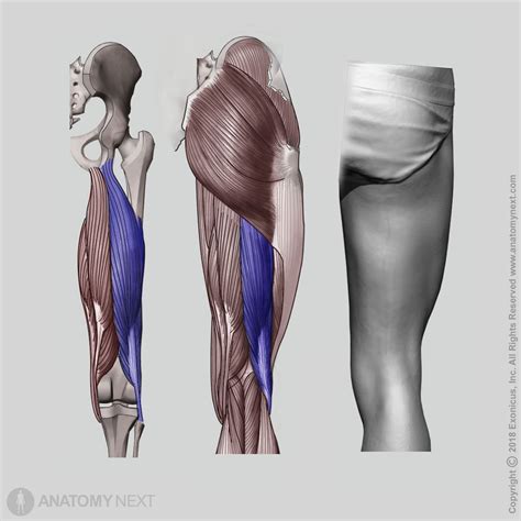 Biceps Femoris Muscle