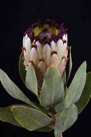 Protea Protea Didi Snow Princess