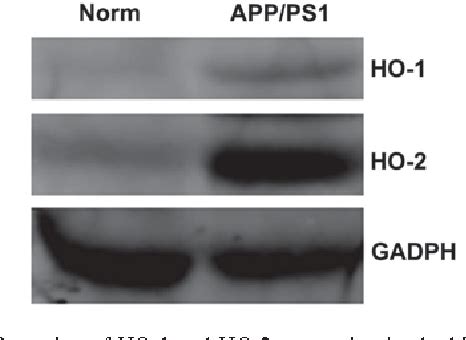 Figure From Early Induction Of Oxidative Stress In A Mouse Model Of