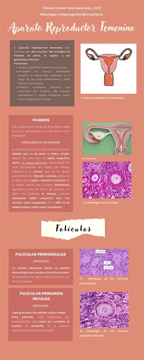 Ideas Para Infografias Biologias Aparato Reproductor Femenino My Xxx