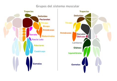 Grupos Musculares Soy Deporte