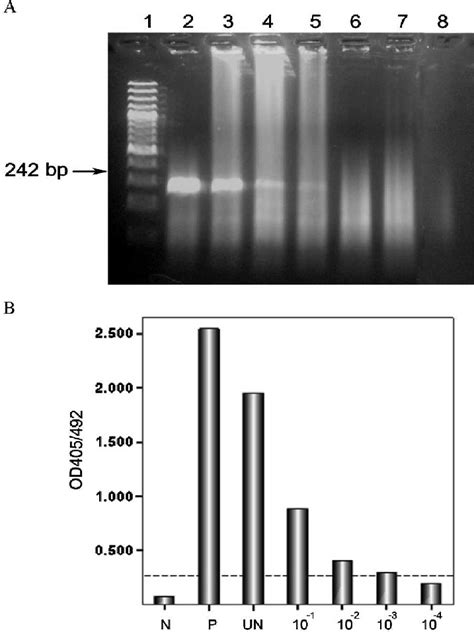 A Agarose Gel Electrophoresis Of RT PCR Products From Each Of The