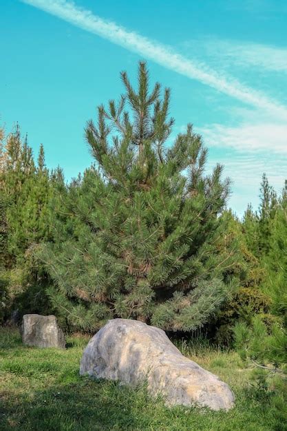 Premium Photo Beautiful Coniferous Pine Tree In Nature