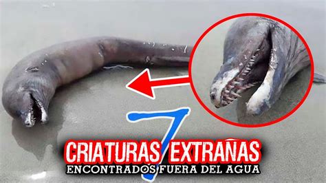 7 Criaturas ExtraÑas Halladas A Orillas Del Mar Youtube