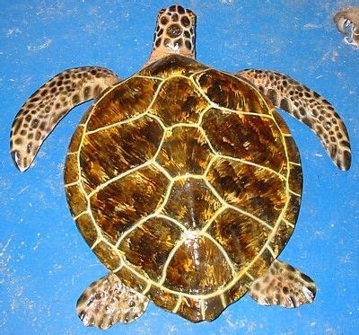 Green Sea Turtle Shell Pattern