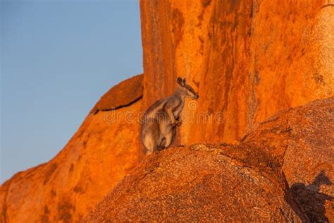 The Black-flanked Rock-wallaby Petrogale Lateralis in the Devils ...