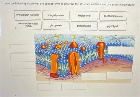 Solved Label The Following Image With The Correct Terms To Chegg