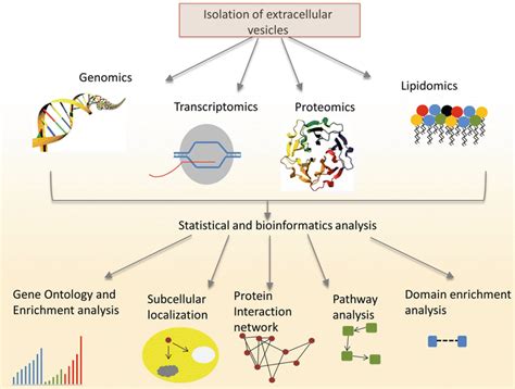 Bioinformatics Tools For Extracellular Vesicles Research Exosome Rna