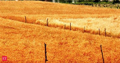 Wheat Sowing Down By Per Cent To Nearly Lakh Hectares So Far