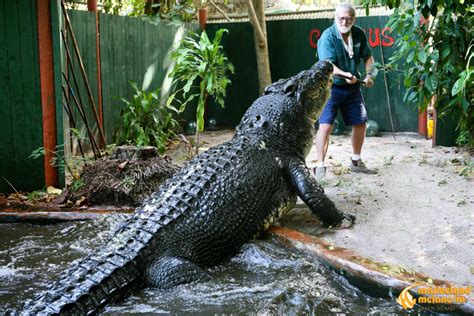 O Maior Crocodilo Do Mundo - Recorde: Cassius, o maior crocodilo do mundo, completa 120 anos em 2023
