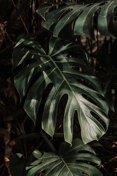 Como Plantar Costela De Ad O Monstera Deliciosa