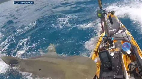 Fisherman Gets Fright Of His Life When Shark Bites His Kayak