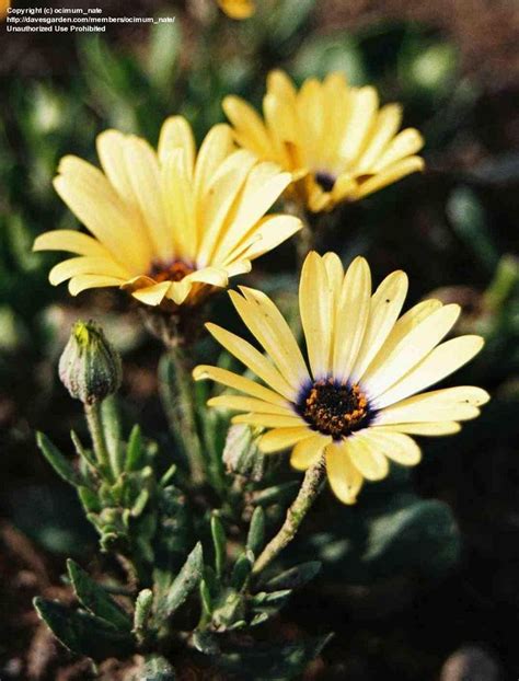 Plantfiles Pictures Osteospermum African Daisy Cape Daisy Lemon