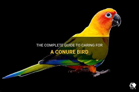 The Complete Guide To Caring For A Conure Bird | PetShun