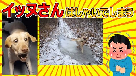 【2ch動物スレ】イッヌさん、はしゃいでしまう Youtube