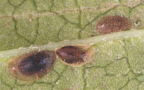 Coccidae Scale Questions Coccus Bugguide Net