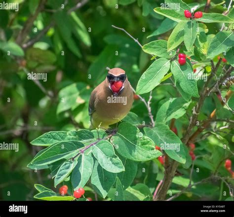 Cedar Waxwing Eating Stock Photo Alamy