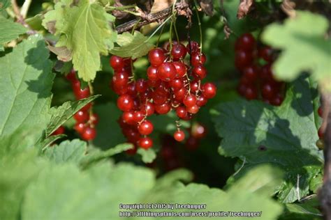 Currants And Gooseberries Plant Care And Collection Of Varieties