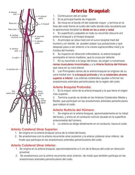 Arterias Venas Y Nervios Del Brazo Udocz The Best Porn Website