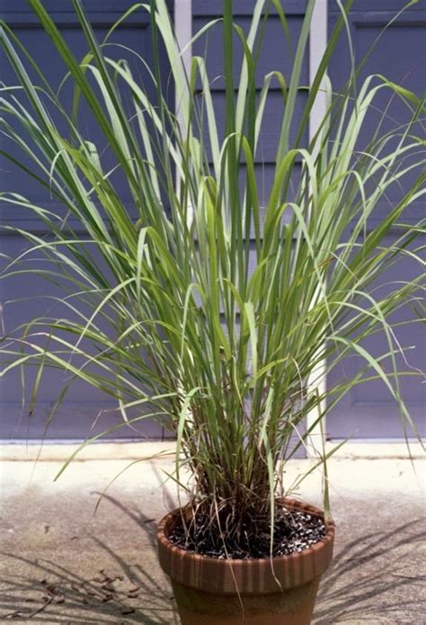 Growing Lemongrass Indoors Tips On Planting Lemongrass In Pots Dummer ゛☀ Garden Manage