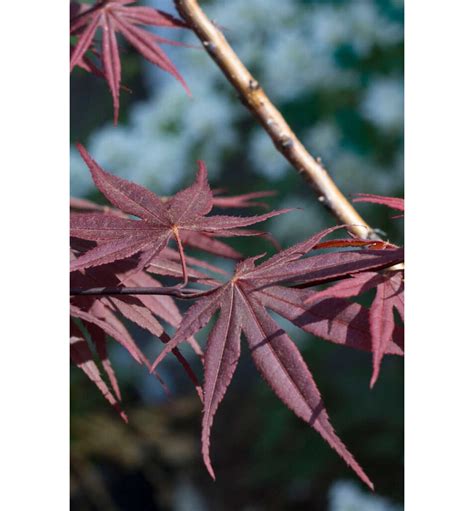 Acer Palmatum Bloodgood Rable Du Japon Bloodgood Chlori