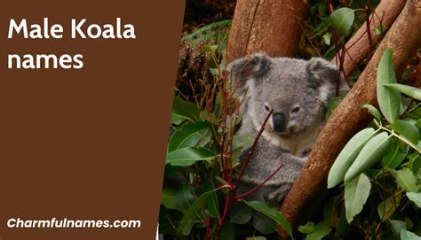Get Inspired: Unique And Whimsical Koala Names
