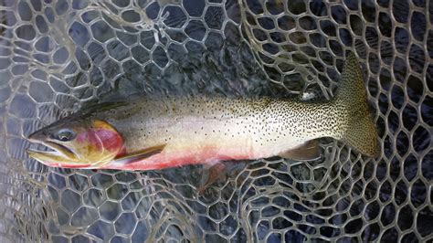 Naches River Guided Trips | Ellensburg Angler