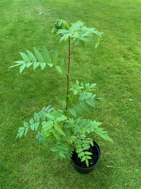 Rowan Tree Sorbus Aucuparia Pot Grown Free Delivery Cotswold Trees