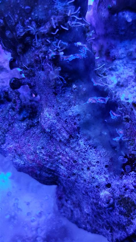 Problem Mit Euphyllia Ungebetene G Ste Im Nanoriff Aquarium Nanoriffe