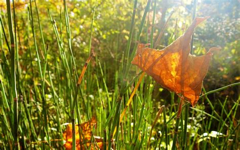 Leaf Grass Weeds - Free photo on Pixabay