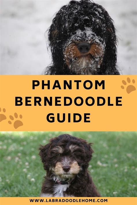 Phantom Bernedoodle A Complete 2023 Guide To Cute Pups