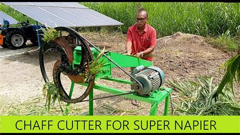 Chaff Cutter For Super Napier Fodder Grass 4g Bullet Super Napier For Dairy Farming In Tamil