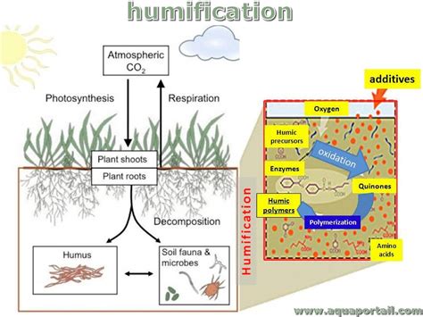 Humification : définition illustrée et explications