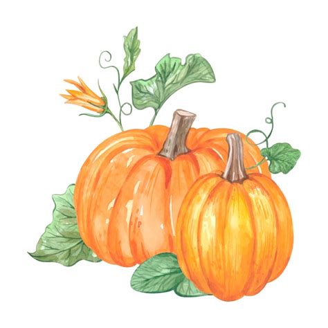 Premium Vector Watercolor Pumpkin Composition High Quality Illustration