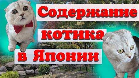 ПРАВДА о питомцах: Приюты vs. зоомагазины в Японии. #япония #япония ...