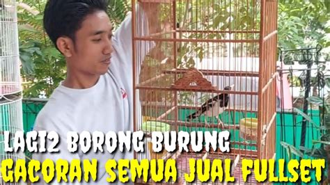 Borongan Burung Gacoran Semuanya Di Jual Fullset Youtube